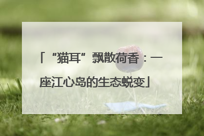 “猫耳”飘散荷香：一座江心岛的生态蜕变