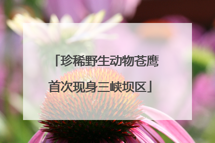 珍稀野生动物苍鹰首次现身三峡坝区