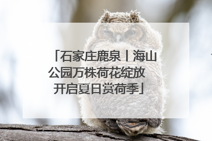 石家庄鹿泉丨海山公园万株荷花绽放 开启夏日赏荷季