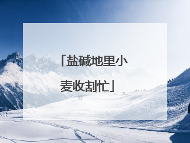 盐碱地里小麦收割忙