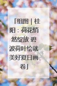 组图｜桂阳：荷花悄然绽放 碧波荷叶绘就美好夏日画卷
