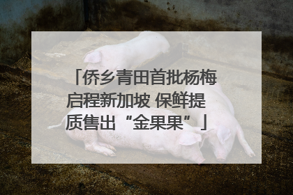 侨乡青田首批杨梅启程新加坡 保鲜提质售出“金果果”