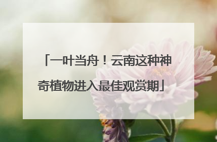 一叶当舟！云南这种神奇植物进入最佳观赏期