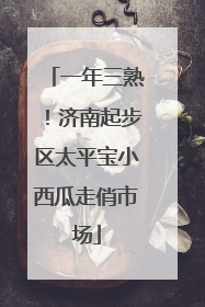 一年三熟！济南起步区太平宝小西瓜走俏市场