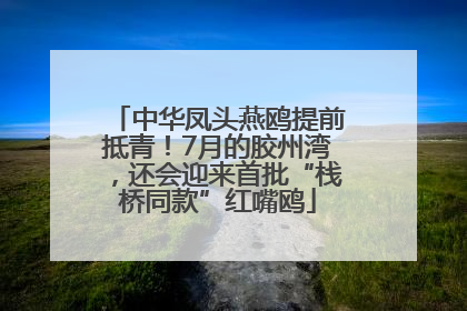 中华凤头燕鸥提前抵青！7月的胶州湾，还会迎来首批“栈桥同款”红嘴鸥