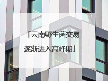 云南野生菌交易逐渐进入高峰期