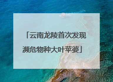 云南龙陵首次发现濒危物种大叶苹婆