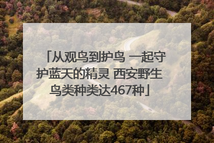 从观鸟到护鸟 一起守护蓝天的精灵 西安野生鸟类种类达467种