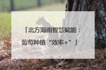 北方海南智慧赋能：葡萄种植“效率+”