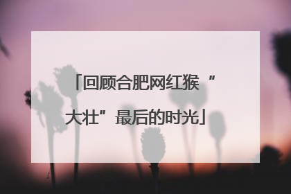 回顾合肥网红猴“大壮”最后的时光