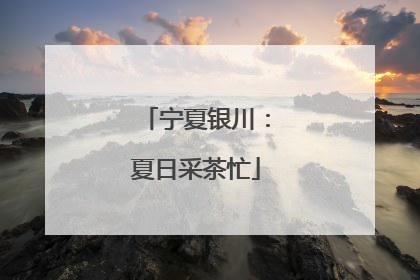 宁夏银川：夏日采茶忙