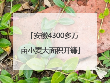 安徽4300多万亩小麦大面积开镰