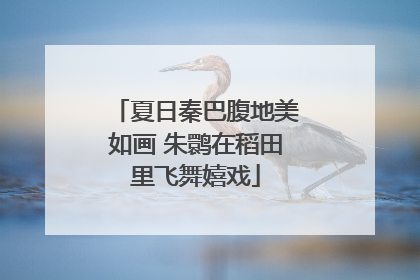 夏日秦巴腹地美如画 朱鹮在稻田里飞舞嬉戏