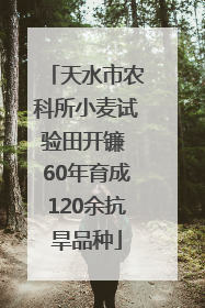 天水市农科所小麦试验田开镰 60年育成120余抗旱品种