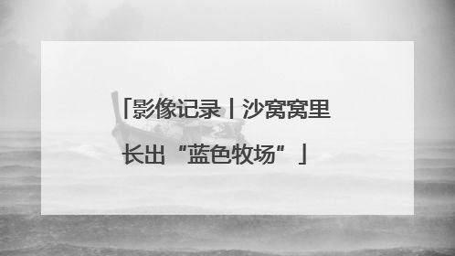 影像记录丨沙窝窝里长出“蓝色牧场”
