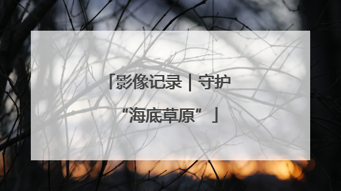 影像记录｜守护“海底草原”