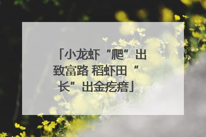 小龙虾“爬”出致富路 稻虾田“长”出金疙瘩
