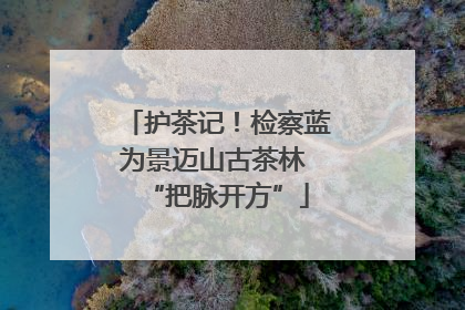 护茶记！检察蓝为景迈山古茶林 “把脉开方”