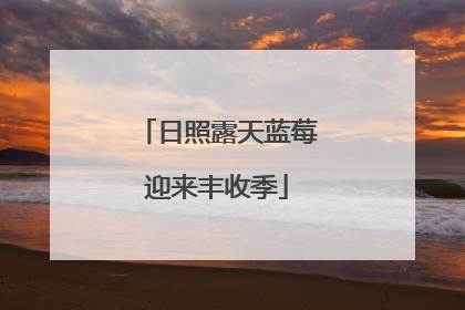 日照露天蓝莓迎来丰收季