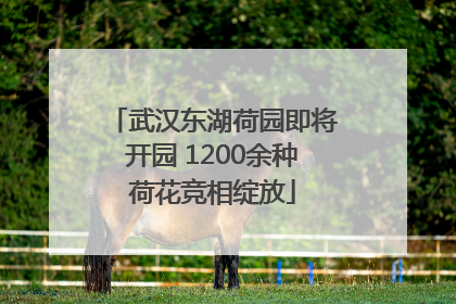 武汉东湖荷园即将开园 1200余种荷花竞相绽放
