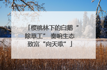 樱桃林下的白鹅“除草工” 奏响生态致富“向天歌”