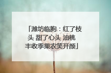 潍坊临朐：红了枝头 甜了心头 油桃丰收季果农笑开颜
