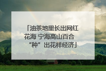 油茶地里长出网红花海 宁海高山百合“种”出花样经济