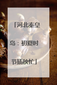 河北秦皇岛：初夏时节插秧忙