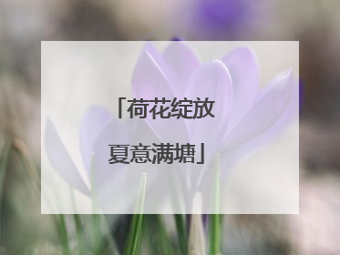 荷花绽放 夏意满塘