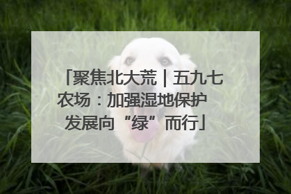 聚焦北大荒｜五九七农场：加强湿地保护 发展向“绿”而行