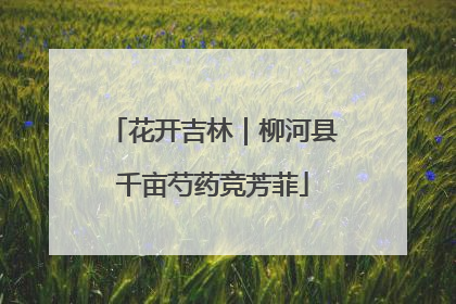 花开吉林｜柳河县千亩芍药竞芳菲
