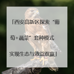 西安高新区探索“葡萄+蔬菜”套种模式 实现生态与效益双赢
