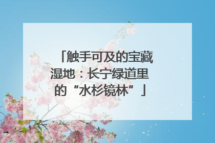 触手可及的宝藏湿地：长宁绿道里的“水杉镜林”