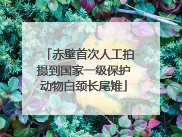 赤壁首次人工拍摄到国家一级保护动物白颈长尾雉