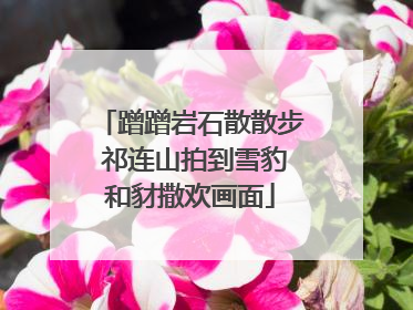 蹭蹭岩石散散步 祁连山拍到雪豹和豺撒欢画面