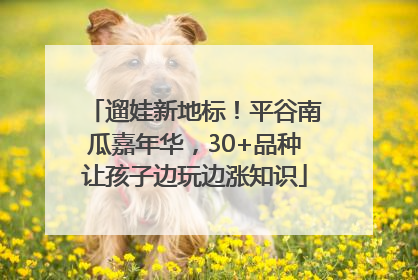 遛娃新地标！平谷南瓜嘉年华，30+品种让孩子边玩边涨知识