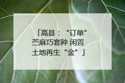 高县：“订单”苎麻巧套种 闲置土地再生“金”