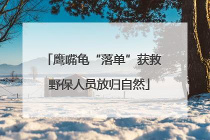 鹰嘴龟“落单”获救 野保人员放归自然